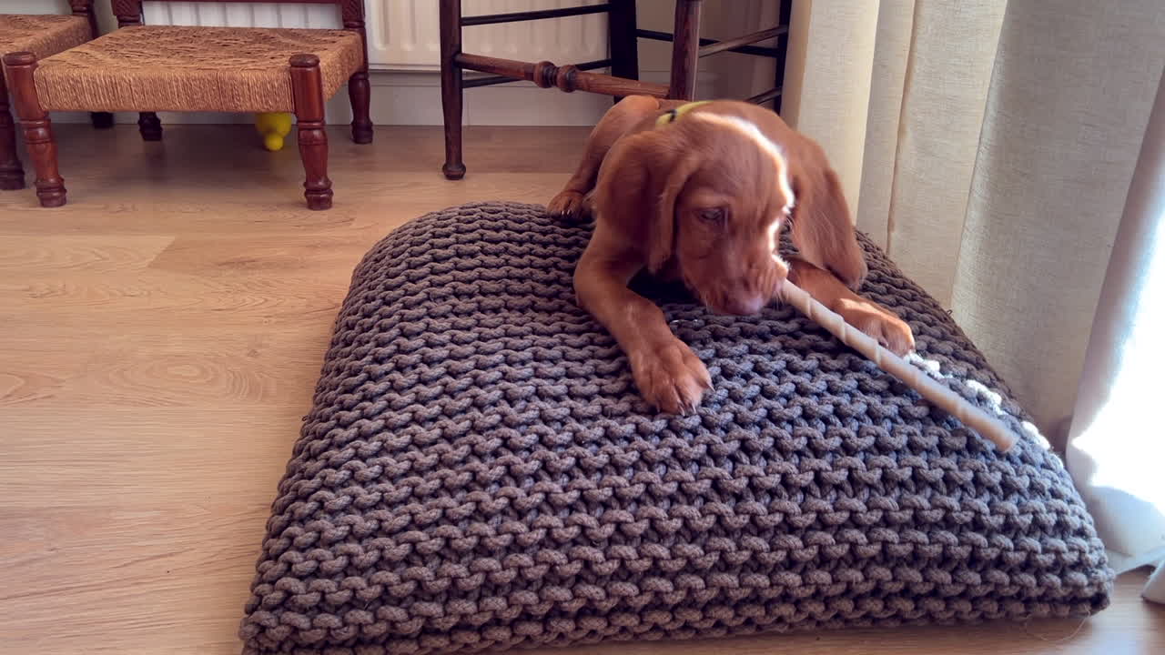 Cucciolo di Vizsla ungherese che gioca con un bastoncino da masticare in casa.