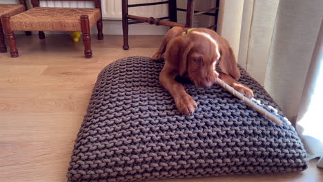 hungarian vizsla puppy playing with a chew stick indoors