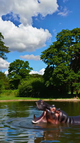Hippopotamus in a park