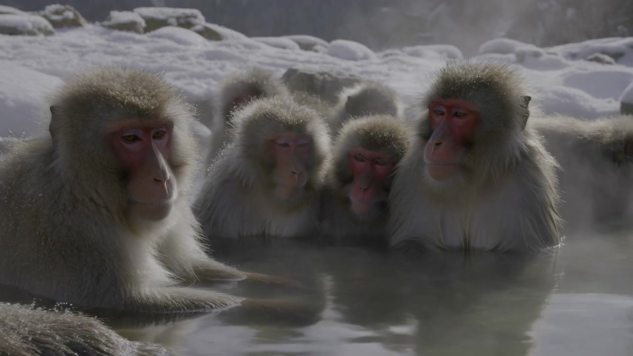 Macacos da Neve Banhando-se em Fontes Termais, Grupo Imerso em Lagoa Invernal Fumegante, Rochas Nevadas Emoldurando a Cena