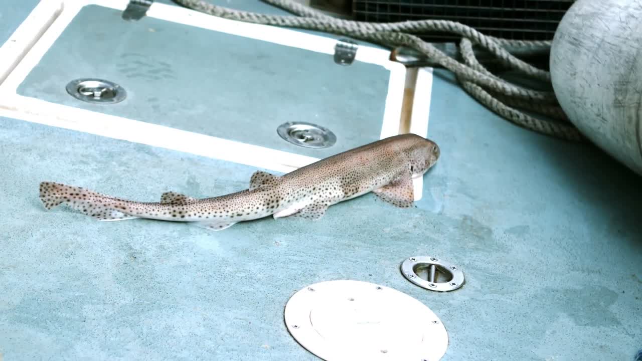 죽은 물고기의 클로즈업