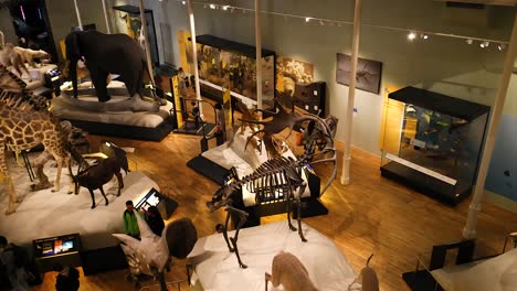 various taxidermy animals displayed in museum exhibit