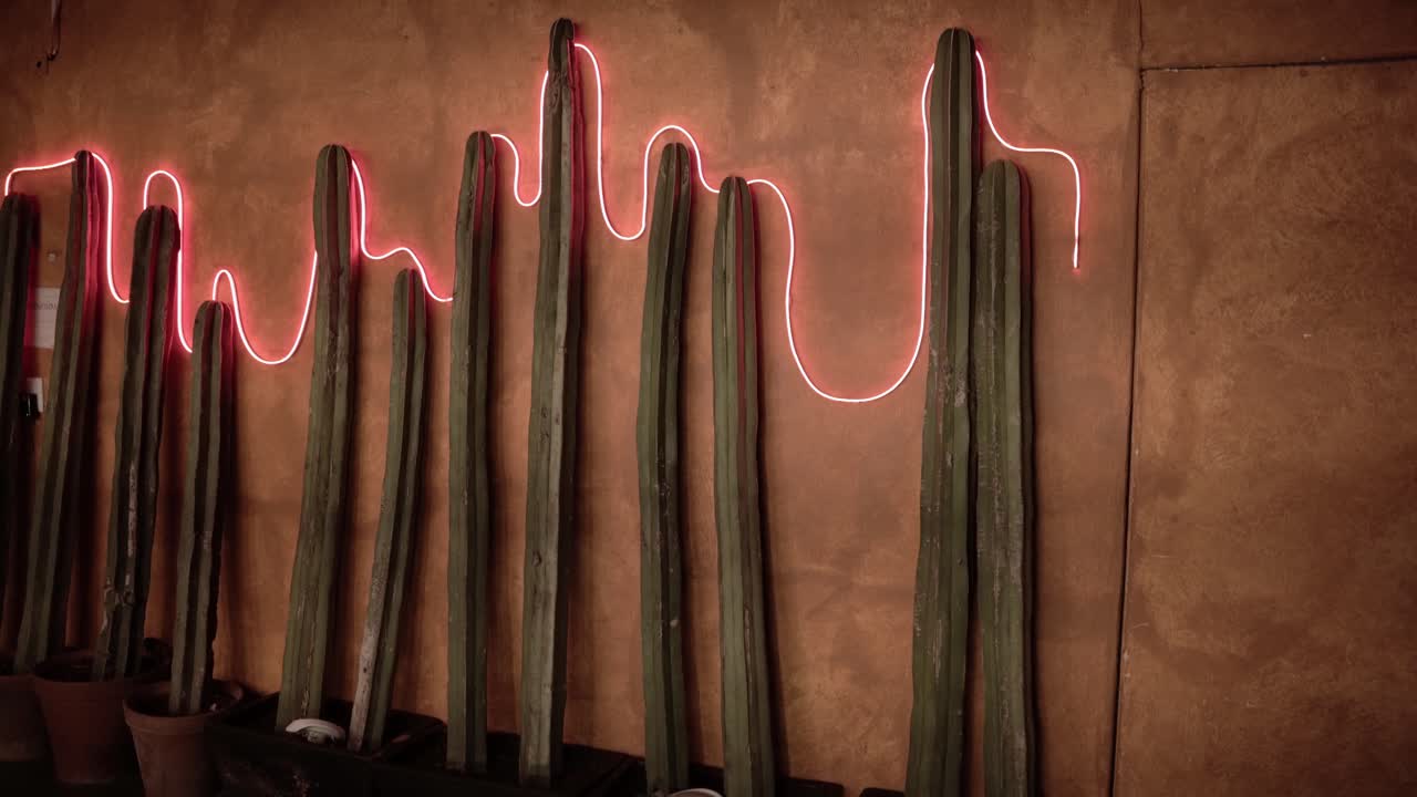 adornos de cactus en la pared