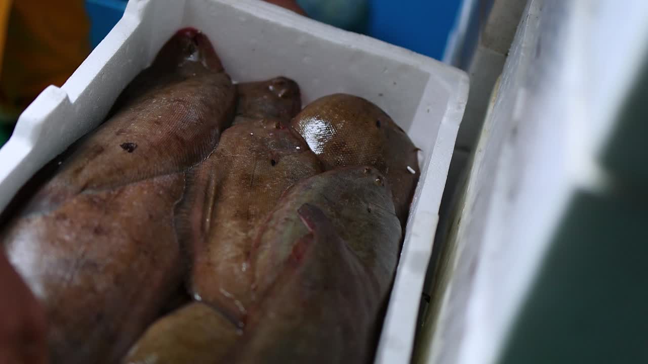pescador descargando cajas de eglefino y halibut en la cubierta del barco