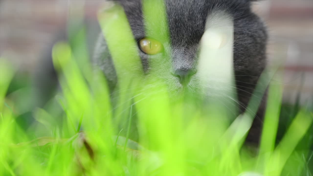 Dark british fold cat playing in the garden with green grass, slow motion