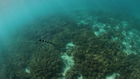 a poisonous banded sea snake swimming and hunting through tropical water looking for its prey to eat