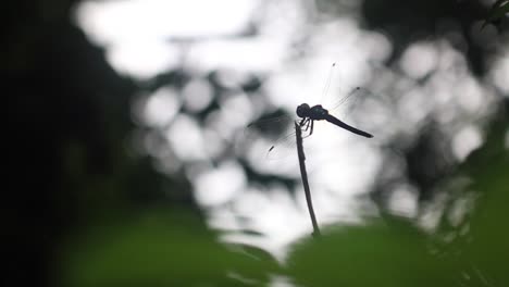 dragonfly in silhouette rests on a twig in daylight