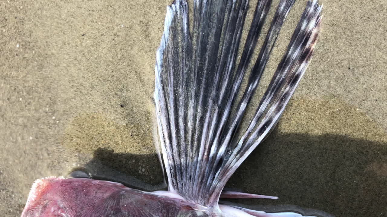 cerca de los peces muertos en la orilla