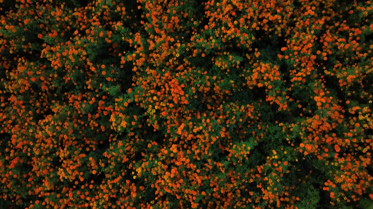 video de un avión no tripulado de todo un cultivo de flores de cempasúchil en puebla, méxico