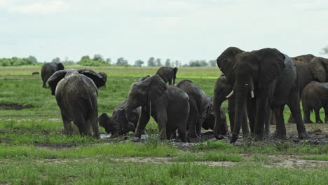 A huge herd of African elephants and their calves having a mud bath in the middle of the day, Chobe National Park