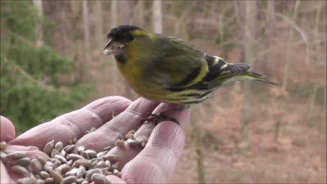 Un-Pájaro-Pequeño-Está-Comiendo-Semillas-De-La-Mano-De-Una-Persona-Mientras-Hay-árboles-Y-Bosques-En-El-Fondo