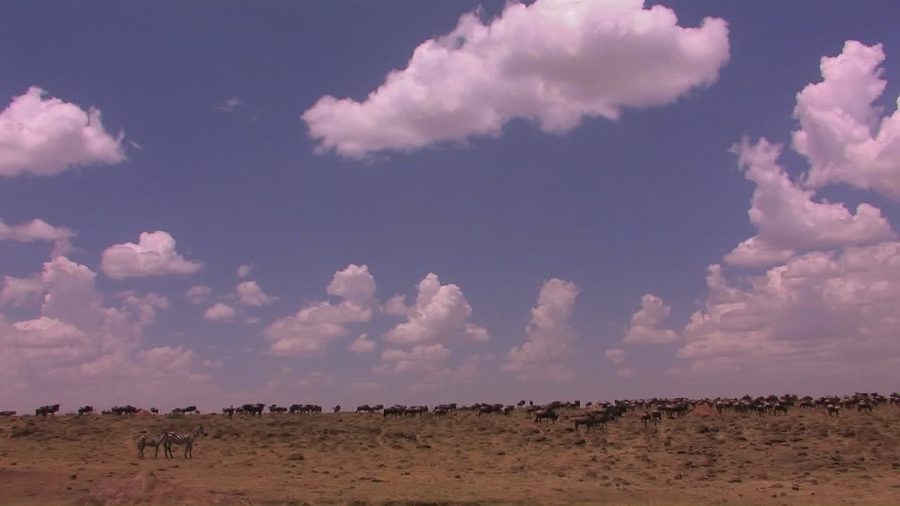 Eine Herde Gnus durchstreift eine offene Ebene 1