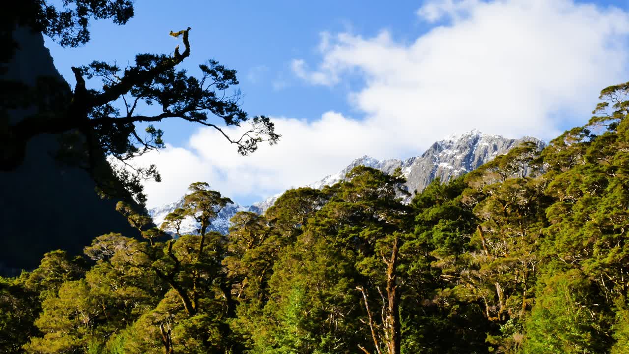 hermosos árboles de iluminación y una cordillera gigante cubierta de nieve durante el día soleado en la pista de milford - tiro panorámico