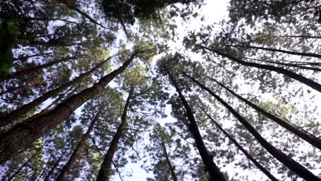 shot-straight-up-to-the-sky-through-tall-pine-trees-in-the-forest