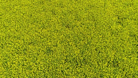 sobrevuelo bajo del campo de colza amarilla