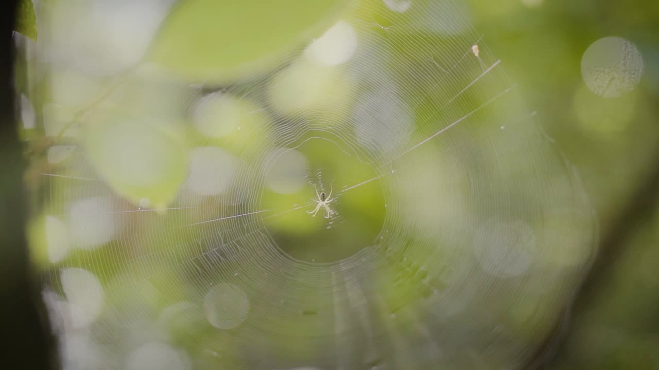 거미는 등산로 옆 거미줄에서 움직입니다.