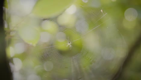 la araña se mueve en la telaraña al lado de la ruta de senderismo