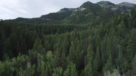 Paisaje-Tranquilo-Y-Pinos-De-Hoja-Perenne-De-American-Fork-Canyon-En-El-Rango-De-Wasatch-De-Utah,-Estados-Unidos