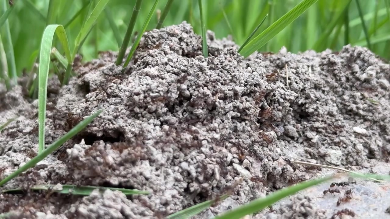 Close-up of an active ant nest in sandy soil surrounded by green grass. Worker ants move around the colony entrance, showcasing insect behavior, teamwork, and nature ecology.