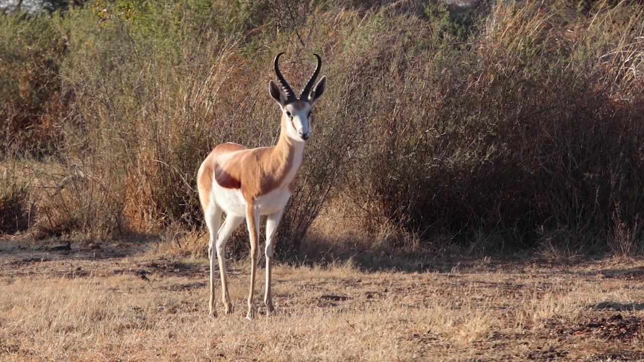 Een springbok kijkt naar de camera terwijl hij kauwt.