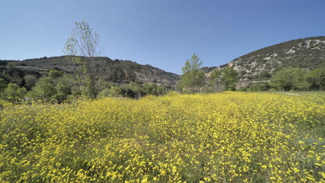 Gelbe-Blumen-Auf-Einem-Feld-Am-Le-Pont-Du-Diable-Im-Süden-Frankreichs,-Sonniger-Tag