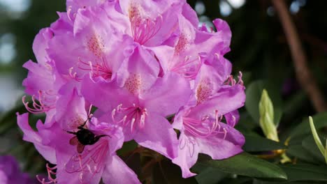 a bumblebee walks on a flower as the wind gently blows