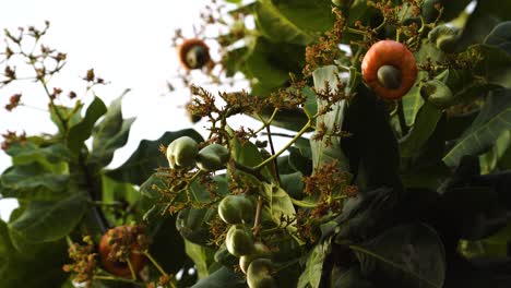 primer plano de anacardo con nueces de anacardo creciendo durante el día soleado con cielo brillante en la jungla de vietnam