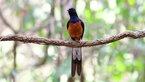 White-rumped-Shama-Thront-Auf-Einer-Rebe-Mit-Wald-Bokeh-Hintergrund,-Copsychus-Malabaricus,-Originalgeschwindigkeit