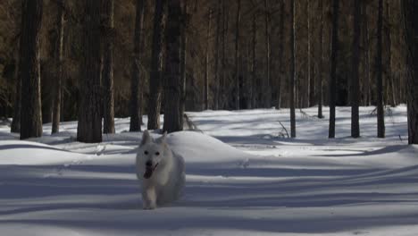 Épico-Perro-Pastor-Blanco-Suizo-Corre-En-Un-Bosque-Nevado-Hacia-La-Cámara,-Plano-Amplio-Hacia-Un-Primer-Plano