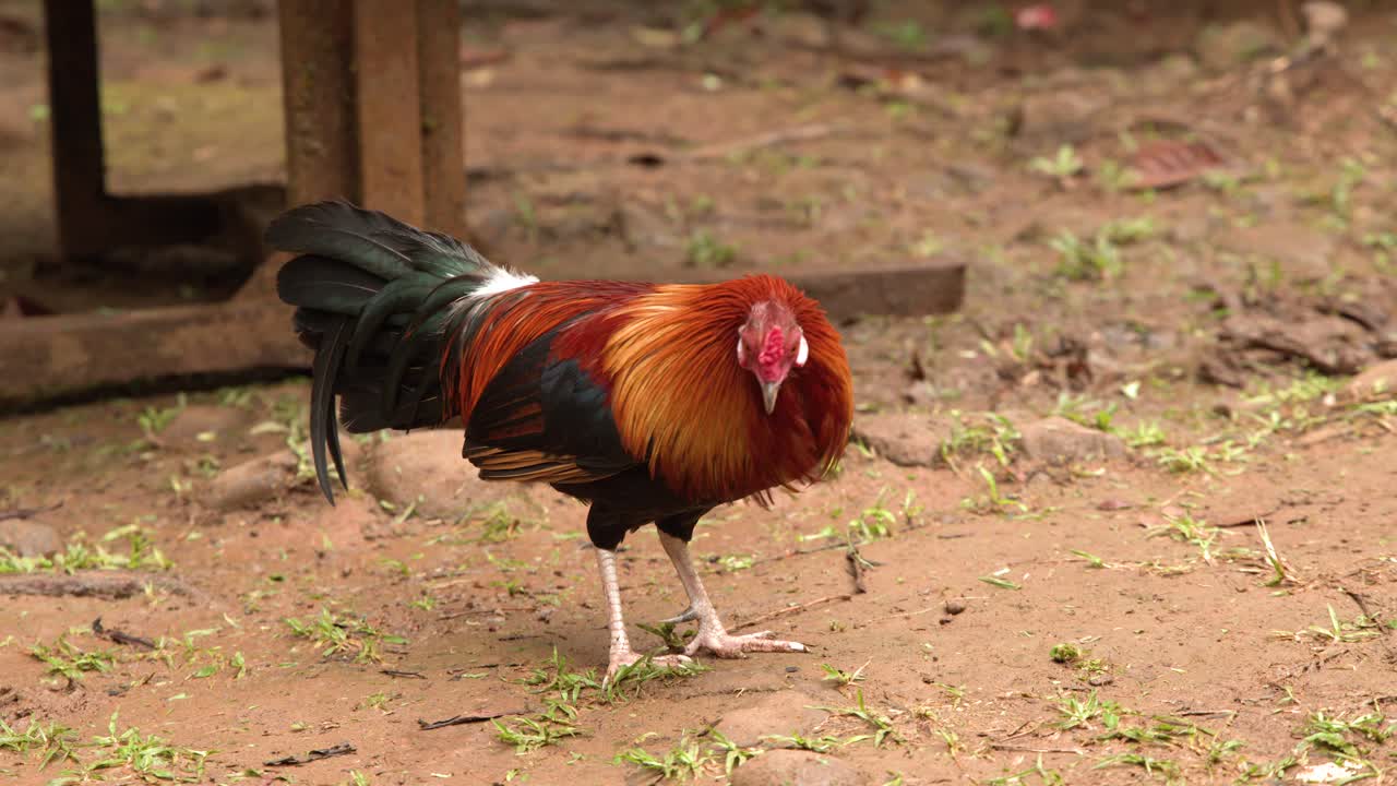 Un gallo vivace becca il terreno in un ambiente rurale naturale all'aperto.
