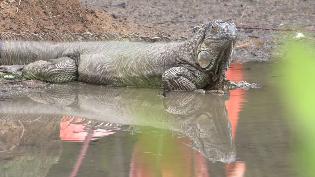 зелёная игуана в поисках пищи возле бассейна, сингапур