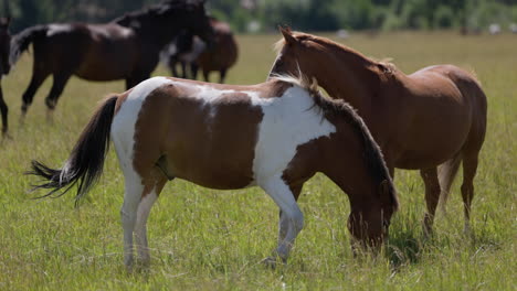 caballos marrones y blancos en el prado en el viento de verano