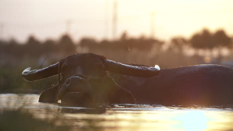 Un-Búfalo-De-Agua-Yace-Sumergido-En-Agua-Chapoteando-En-Una-Granja-Vietnamita