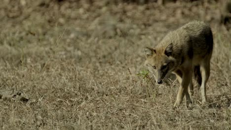 un chacal se toma el tiempo de olfatear la flor en bandhavgar india