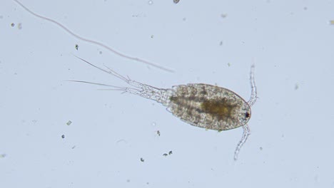 plankton copepod freshwater cyclop transparent visible internal organs brightfield view under microscope