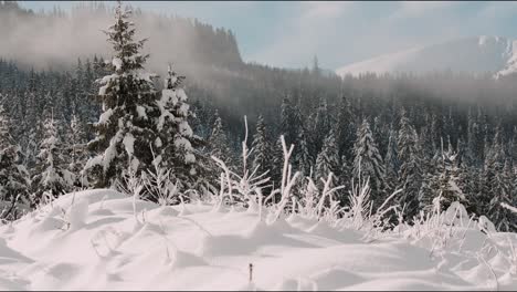 Snow-with-forrest-and-mountains-behind