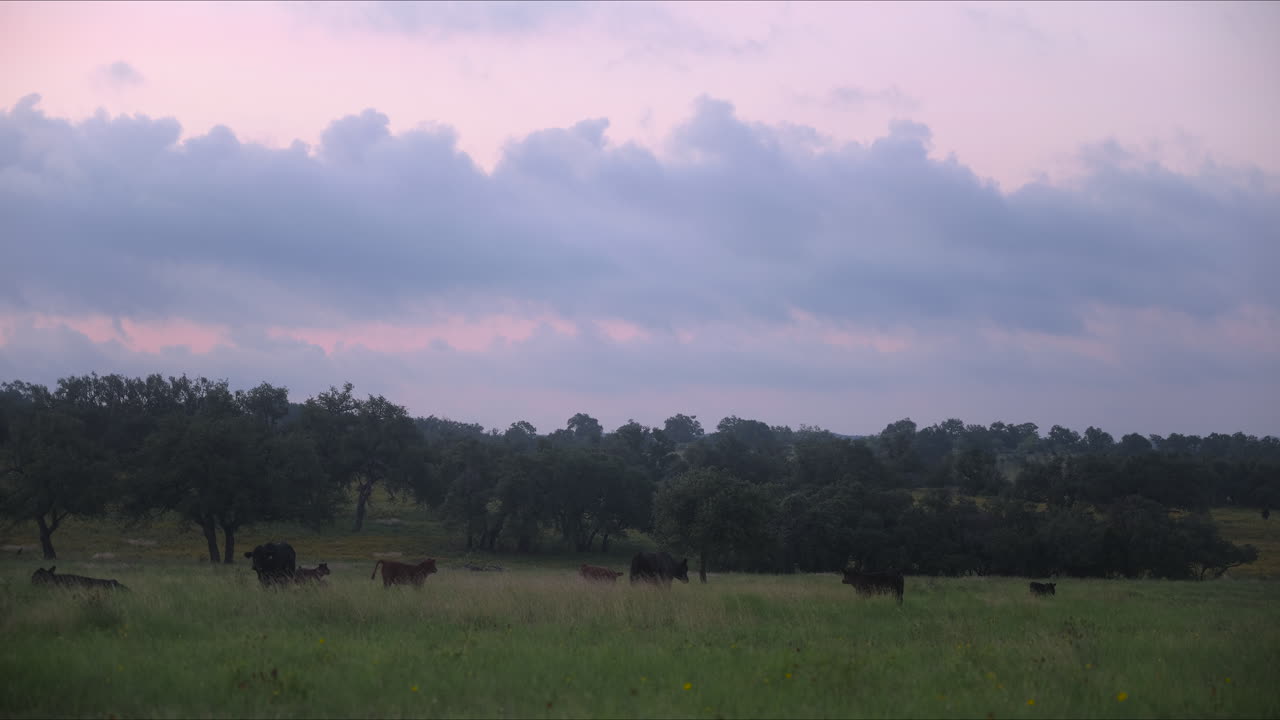 Una mandria di mucche che pascola al mattino, Texas Hill Country.