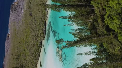 Aerial-circling-shot-with-columnar-pines-revealing-the-natural-pool-of-Oro,-Isle-of-Pines