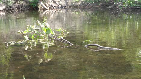 Ein-Toter-Ast,-Der-Mitten-Im-Wasser-Liegt