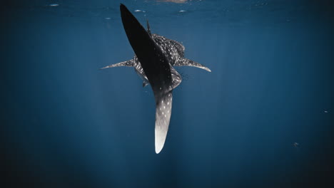 back view of whale shark tail fin as it sways swimming in slow motion into deep blue water