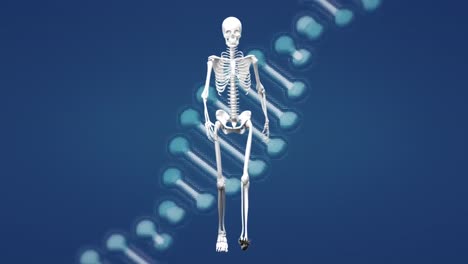 animation of dna strand and skeleton on blue background