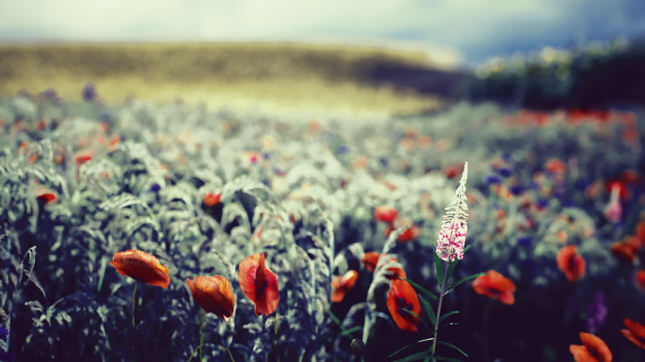 Farverige vilde blomster blomstrer i et fredfyldt landskab under en skyet himmel