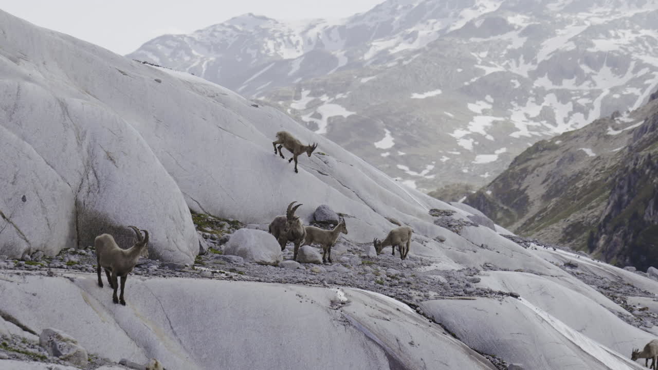 Mountain Goats on Alpine Rocks