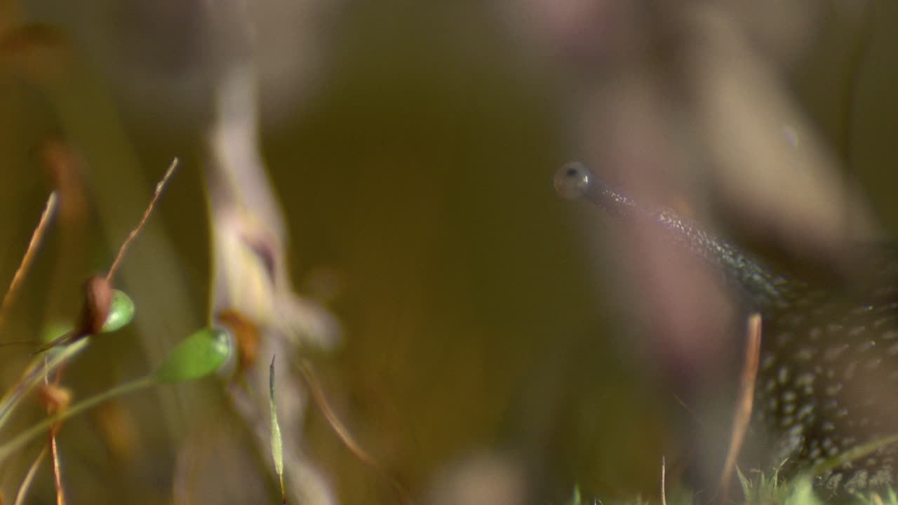impresionante disparo de tiro de enfoque a una antena de caracoles