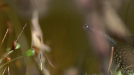 Stunning-focus-pull-shot-to-a-snails-antenna