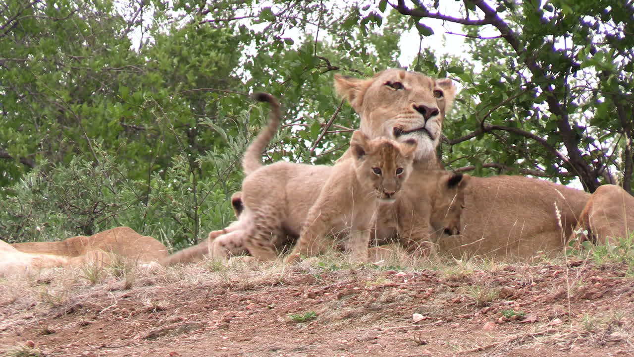 schattige leeuwenwelpen en leeuwin in de wildernis