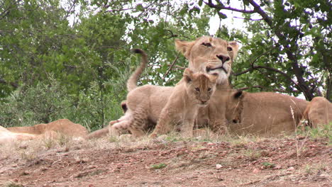 Entzückende-Löwenbabys-Und-Löwin-In-Der-Wildnis