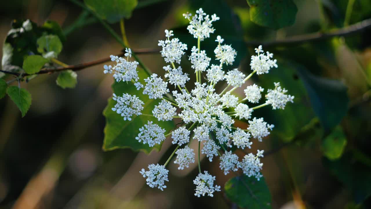 Oversiktsbilde av en blomstrende hvit skjermblomstklase omgitt av mørkegrønne blader i naturlige omgivelser. Bilde fra høy vinkel.