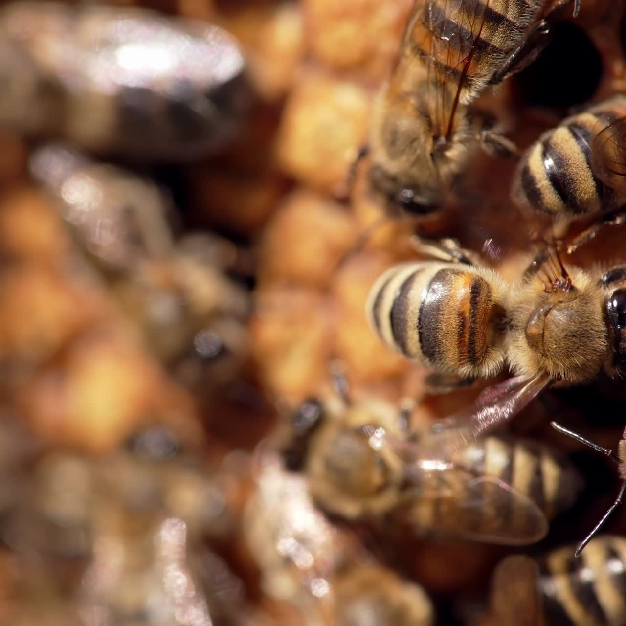 Busy honey bees on honeycomb. Bee colony crawling on honey cells on frame. Honey insects fluttering wings. Macro shot