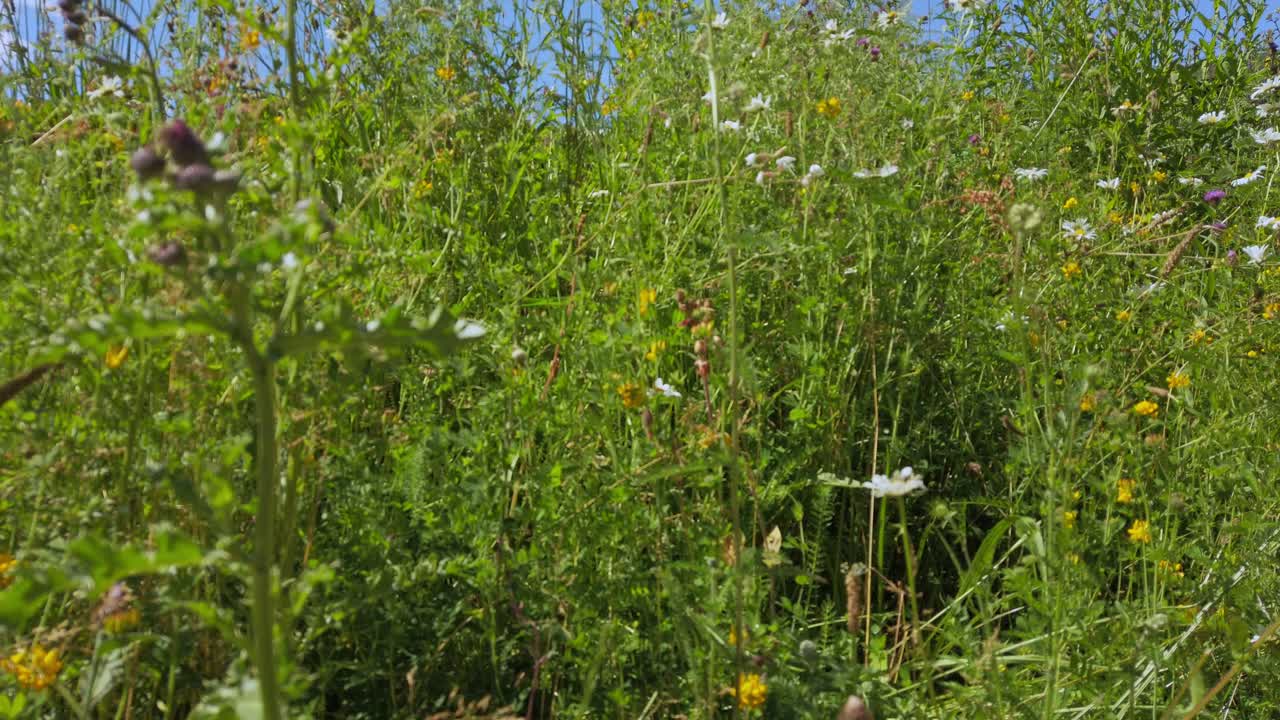 exuberantes flores silvestres inglesas en verano con fondo de cielo azul 2